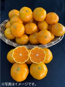 yʌzLc݂@10kgi3L/ʃTCYj