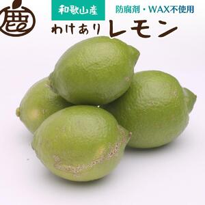 [9月より発送] 家庭用 黒潮レモン 2kg+60g(傷み補償分) 和歌山有田川産 防腐剤・WAX不使用 安心の国産レモン わけあり 訳ありレモン