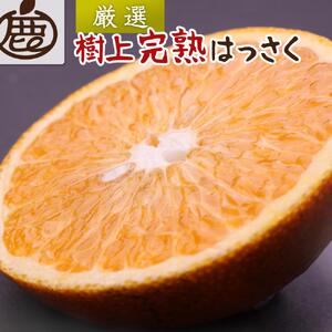 [先行予約]厳選 樹上完熟はっさく1kg+250g(傷み補償分)[有田の春みかん・五月八朔・木生りはっさく][光センサー選別]