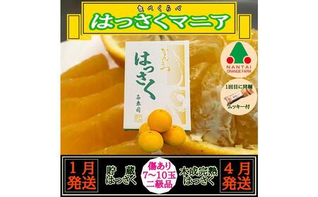1・4月発送 全2回 定期便 はっさく マニア 貯蔵 & 木成完熟 傷あり 二級品 7 〜 10玉 化粧箱 和歌山 有田 南泰園