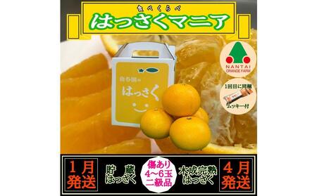 1・4月発送 全2回 定期便 はっさく マニア 貯蔵 & 木成完熟 傷あり 二級品 4 〜 6玉 手さげ箱 和歌山 有田 南泰園