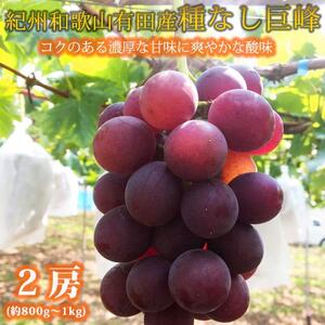 紀州有田産の種なし巨峰ぶどう2房(約800g〜1kg)[2025年発送 先行予約] | ぶどう 巨峰 ぶどう 巨峰 ぶどう ぶどう 巨峰
