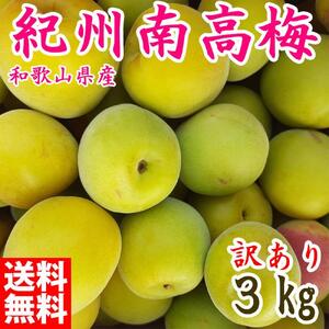 青梅 約3kg 訳あり 紀州南高梅 シロップ・梅酒・梅干し用など 和歌山県有田産 2025年5月下旬～7月上旬発送予定
