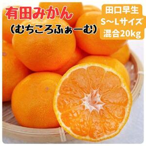 有田みかん 早生S〜Lサイズ混合 約20kg