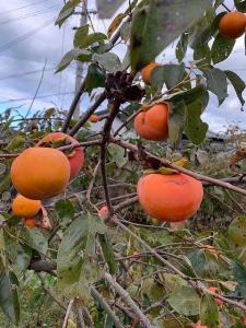 xL`@7kg@ƒp@iS`SLTCYj