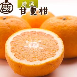 [先行予約]厳選 甘夏柑1kg+250g(傷み補償分)[初夏のみかん・旬の果物][有田産][光センサー食べ頃出荷]