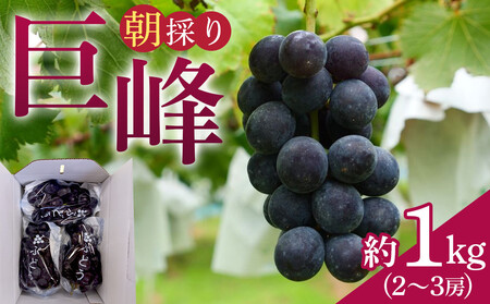 朝採り 巨峰 約1kg (2〜3房) 有田巨峰村 大南農園
