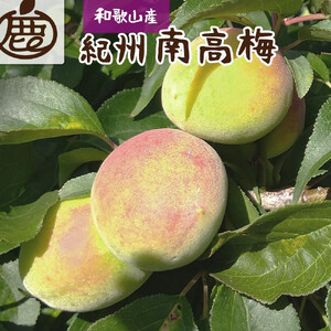 [6月発送] 厳選 青梅 2kg+60g(傷み補償分)和歌山産 梅干し 梅酒 梅ジュース