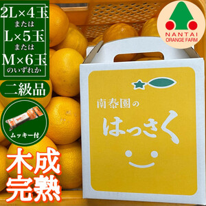 ちょっと 傷あり 4月 まで 木成 完熟 させた 有田 はっさく 2L 〜 M ( 4玉 〜 6玉 ) 手さげ箱 ムッキー 同梱 南泰園 みかん