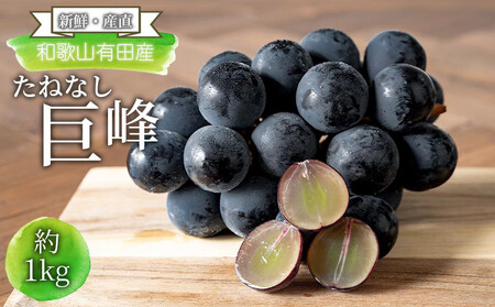 [新鮮・産直]和歌山有田産のたねなし巨峰約1kg★2025年8月上旬頃より順次発送