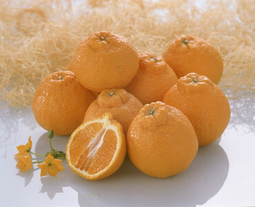 [2026年4月より出荷]則村園産 不知火 約1.5kg 5〜7個