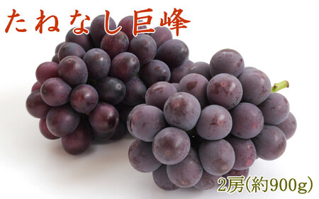[新鮮・産直]和歌山有田産のたねなし巨峰2房(約900g)★2025年8月上旬頃より順次発送
