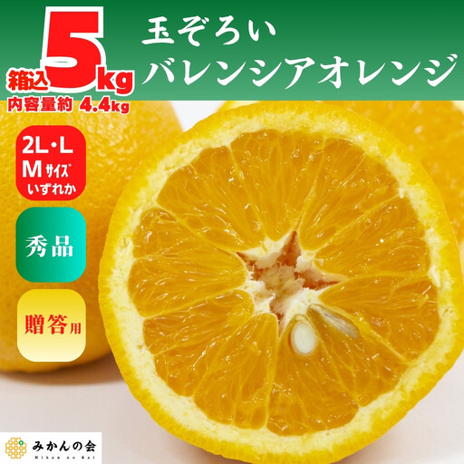 バレンシアオレンジ 国産 玉ぞろい 秀品 箱込 5kg (内容量 4.4kg ) 2L L M サイズのいずれか 和歌山県産 産地直送【みかんの会】