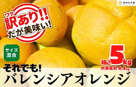訳あり バレンシアオレンジ  国産 箱込 5kg (内容量 4.4kg ) サイズミックス 和歌山県産 産地直送 みかんの会