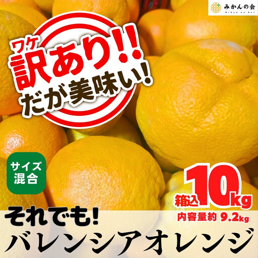 訳あり バレンシアオレンジ  国産 箱込 10kg (内容量 9.2kg ) サイズミックス 和歌山県産 産地直送 みかんの会