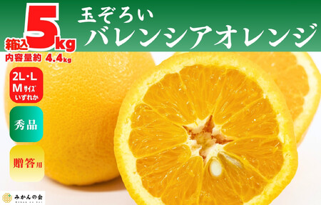 [お中元] バレンシアオレンジ 国産 玉ぞろい 秀品 箱込 約5kg (内容量 4.4kg ) 2L L M サイズのいずれか 和歌山県産 産地直送 みかんの会 [7月上旬〜8月上旬に順次発送]