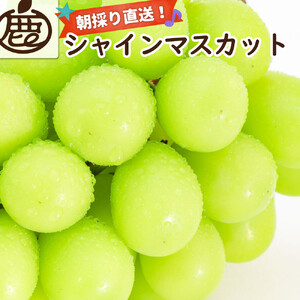 シャインマスカット 約1.2kg[朝採り][フルーツ・果物][そのまま食べられる]