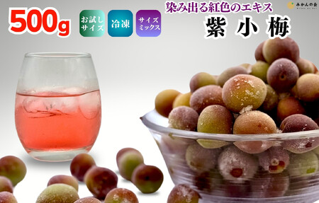 [2025年7月上旬〜出荷予定]冷凍 紫小梅 500g 秀優混合 サイズミックス 紅紫色 梅 和歌山県産 紀州有田 クール便 [みかんの会]