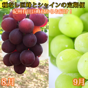 定期便 8・9月発送 紀州有田産旬のぶどうセット(種なし巨峰・シャインマスカット)