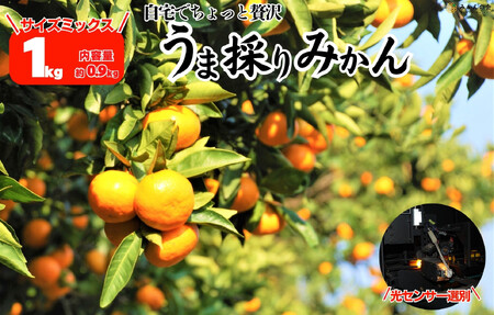 みかん うま採り 箱込約 1kg(内容量0.9kg) 光センサー選別 みかんの会厳選 サイズミックス 和歌山県産 産地直送 [みかんの会][2025年11月中旬より2026年1月中旬頃順次出荷予定]