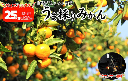 ݂ ܍̂  2.5kgie2.3kgj ZT[I ݂̉I TCY~bNX a̎RY Yn ỷ݂zm2025N11{2026N1{oח\n