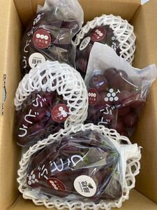 [先行予約]有田巨峰村三木と園のあま〜いジューシー! 種あり 藤稔(ふじみのり)2kg(4〜6房)