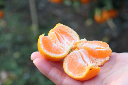 12/23܂łɂmF͔NmIꂢȉB݂ 񑡗pɂ  3kg (LTCYw)@Gi