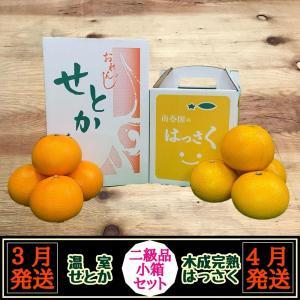 定期便 春に楽しむ ハウス せとか & 木成 完熟 有田 はっさく 傷あり 二級品 小箱セット 全2回 南泰園