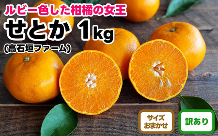 訳あり せとか 1kg M〜2Lサイズおまかせ 高石垣ファーム