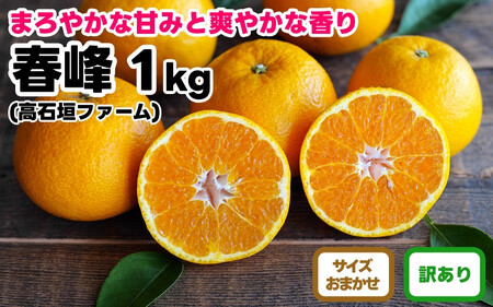 訳あり 春峰 1kg M〜2Lサイズおまかせ 高石垣ファーム