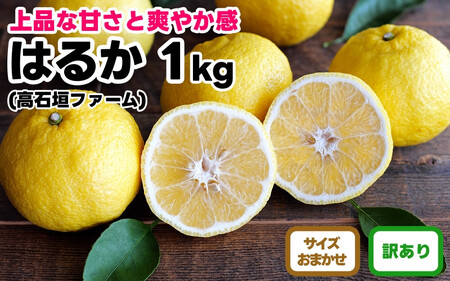訳あり はるか 1kg M〜2Lサイズおまかせ 高石垣ファーム