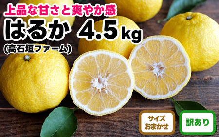 訳あり はるか 4.5kg M～2Lサイズおまかせ 高石垣ファーム