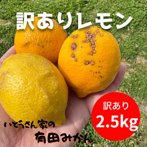訳あり 国産 レモン 2.5kg (14~22玉)