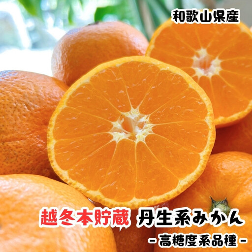 越冬本貯蔵 丹生系 みかん 3kg【先行予約】【高糖系みかん】