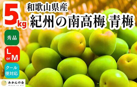 【2025年6月上旬出荷】青梅 南高梅 5kg 秀品  LまたはMサイズ 和歌山県産 A品 梅酒作り用 梅ジュース作り用