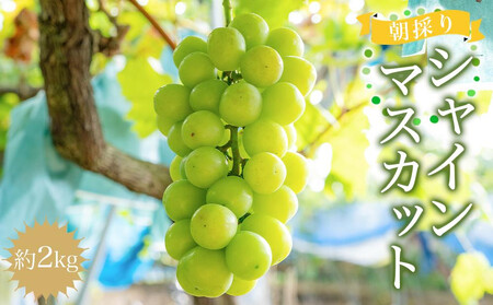 �m��s�\��n���̂�V���C���}�X�J�b�g ��2kg �m2026�N8�����{�ȍ~���������n