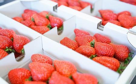 おいしさにこだわった いちご 苺 さちのか 300g × 4パック 合計 1.2kg 2L サイズ 江川農園