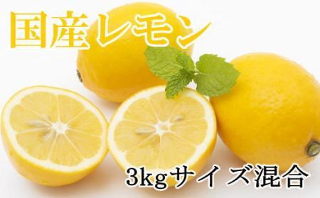 yYza̎RY3kgiTCYj2026N3{菇yTM150wz