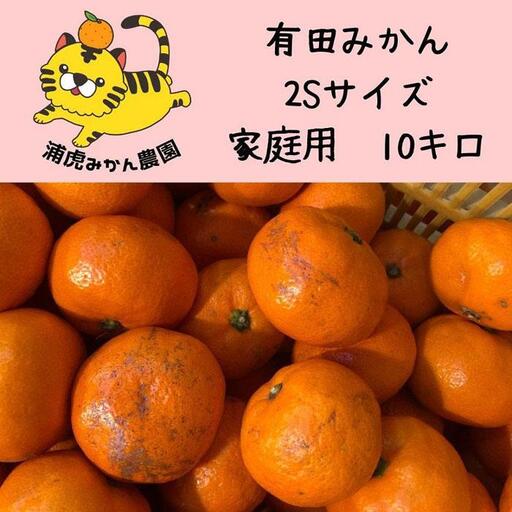 12/25までにご入金確認分は年内発送確定！訳あり温州みかん 家庭用 箱込み10kg（SSサイズ） 小さなミカンが好きな人におすすめ