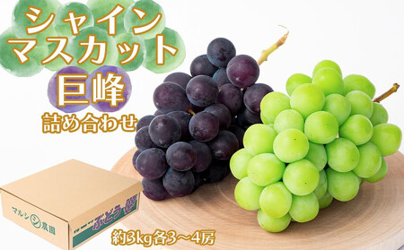 シャインマスカット、巨峰詰め合わせ 約3kg(各3〜4房)