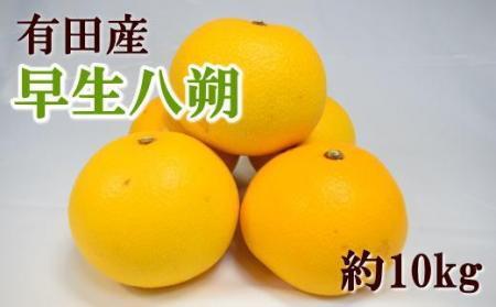 [数量限定]有田産早生八朔約10kg(サイズ混合)★2025年12月中旬頃より順次発送