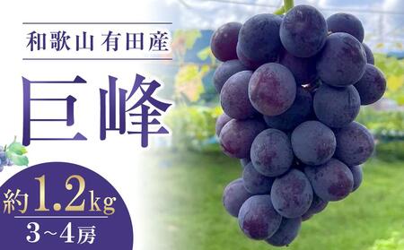 先行予約 和歌山 有田産 巨峰 1.2kg 3~4房 フルーツ 果物 [2026年8月下旬以降発送] 巨峰