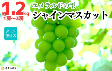 シャインマスカット 有田巨峰村 1.2kg ( 1房 〜 3房 ) 和歌山県産 [みかんの会]