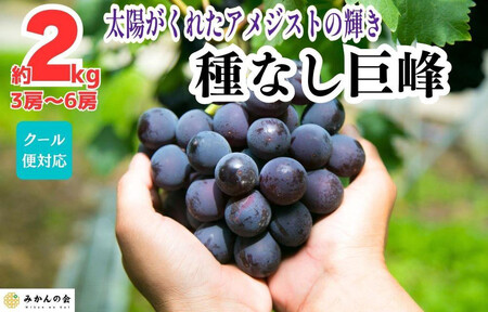 巨峰 種なし 有田巨峰村の巨峰 2kg( 3房 ～ 6房 ) 和歌山県産 【みかんの会】