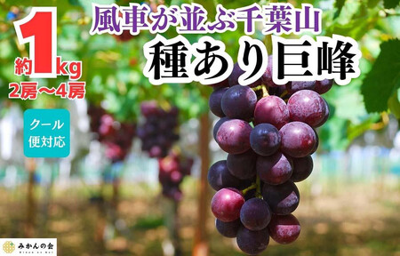 ぶどう 巨峰 種あり 1kg 2〜4房 和歌山県産 クール便対応 [みかんの会]