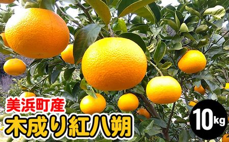 lY@ƒp ؐg 10kg| ͂  ʕ t[c k 10kg