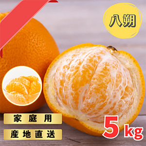 [先行予約] ご家庭用 完熟 木なり ハッサク 5kg (M〜2Lサイズ) | 八朔 旬 柑橘 フルーツ 果物 柑 産地直送 箱入 和歌山県