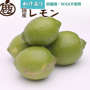 [9月より発送]家庭用 レモン1.5kg+250g(傷み補償分)[和歌山有田産][防腐剤・WAX不使用、安心の国産レモン][わけあり・訳ありレモン] ※北海道・沖縄・離島への配送不可 ※2025年9月中旬〜2026年4月下旬頃に順次発送予定