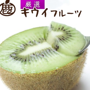 [2025年11月より発送]厳選 キウイフルーツ0.5kg+250g(傷み補償分)◇ ※北海道・沖縄・離島への配送不可 ※2025年11月中旬〜2026年4月下旬頃に順次発送予定