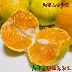 [先行予約][秋の美味][農家直送]濃厚極早生有田みかん(ご家庭用) 約2.2kg ふるさと納税 みかん ※2024年10月中旬〜10月下旬頃に順次発送予定 ※沖縄への配送不可